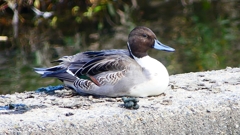 P2390823：オナガガモ（オス）