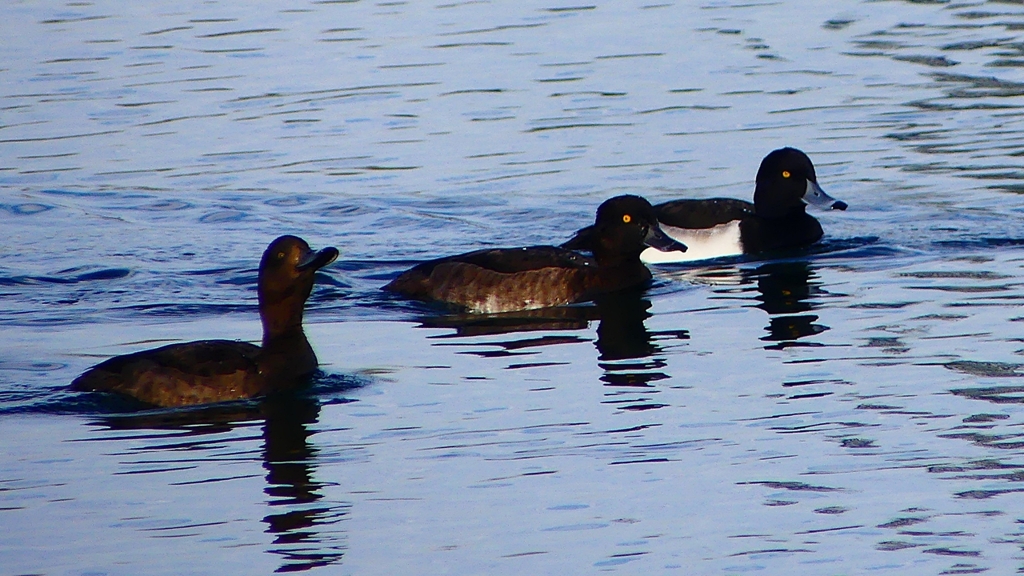 P2360500：キンクロハジロ