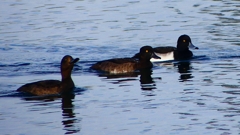 P2360500：キンクロハジロ