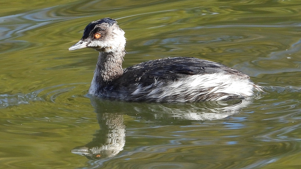 DSCN0250：ハジロカイツブリ