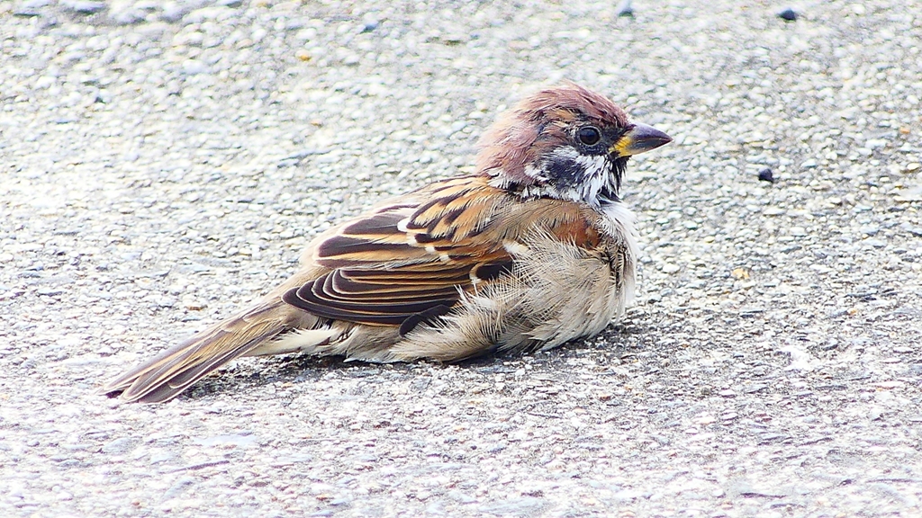 P2280377：スズメ