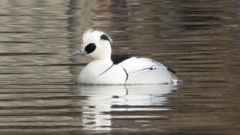 DSCN3190：ミコアイサ（オス）