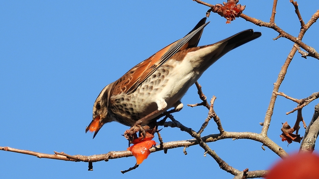 DSCN4692：ツグミ