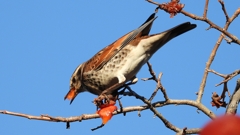 DSCN4692：ツグミ