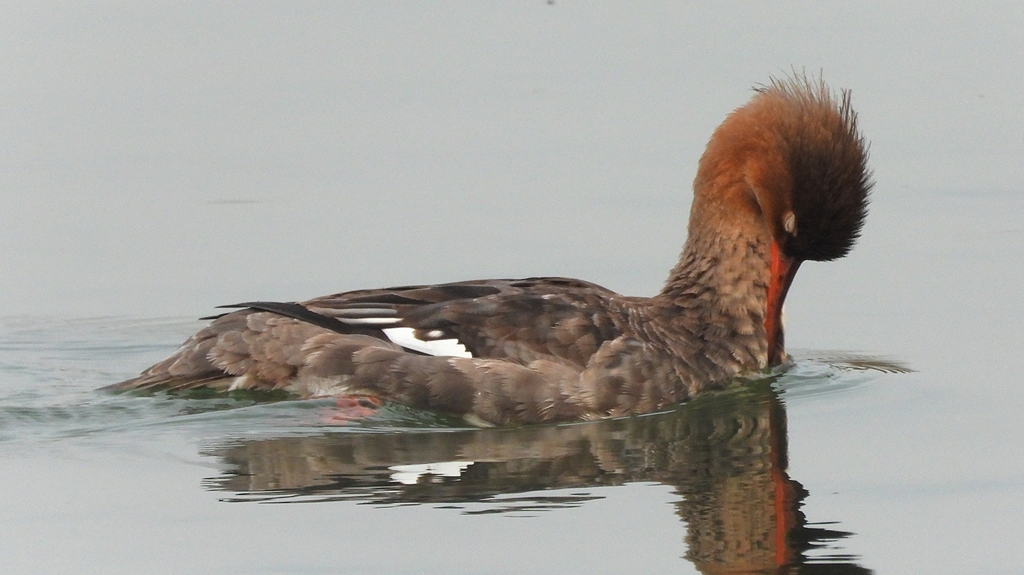 DSCN7236：ウミアイサ