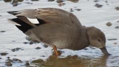 DSCN1765：オカヨシガモ（オス）