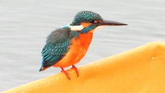 DSCN3368：カワセミ（オス）