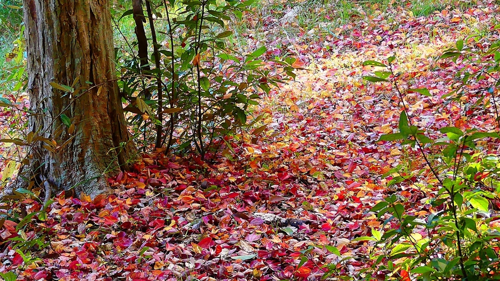 P2370649：落ち葉