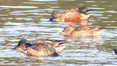 DSCN6103：ハシビロガモ