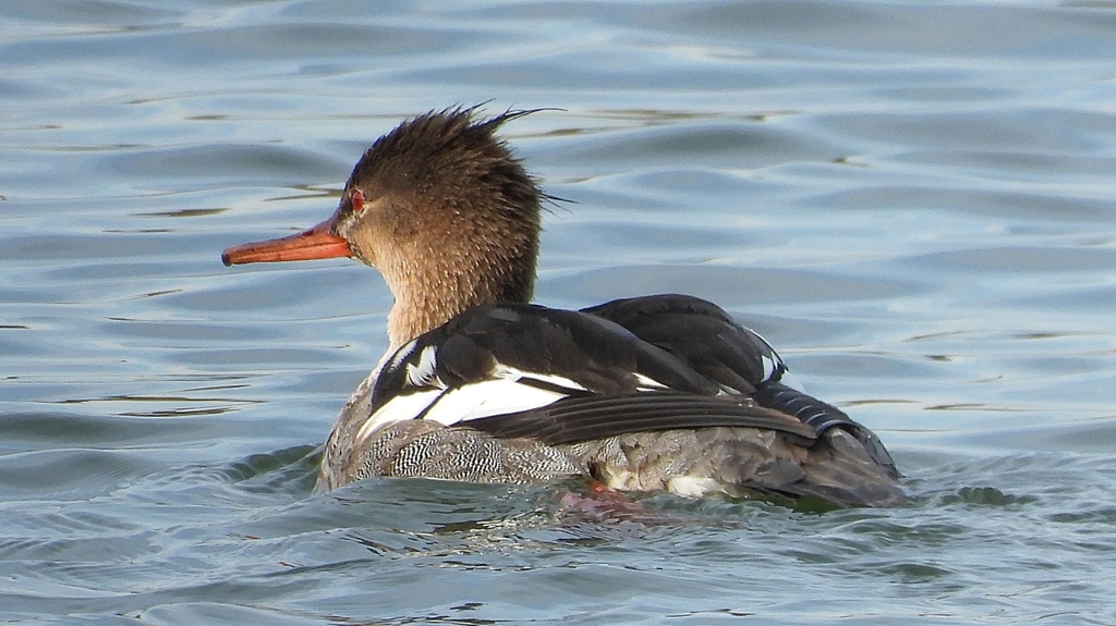 DSCN3234：ウミアイサ（オス）