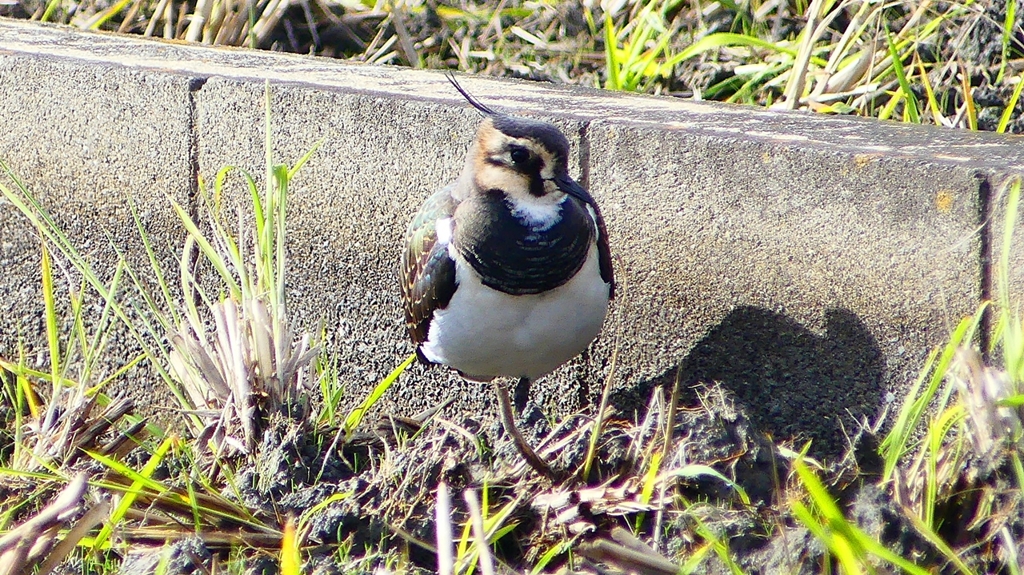 P2340699：タゲリ