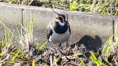 P2340699：タゲリ