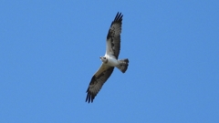 DSCN1145：飛ぶミサゴ