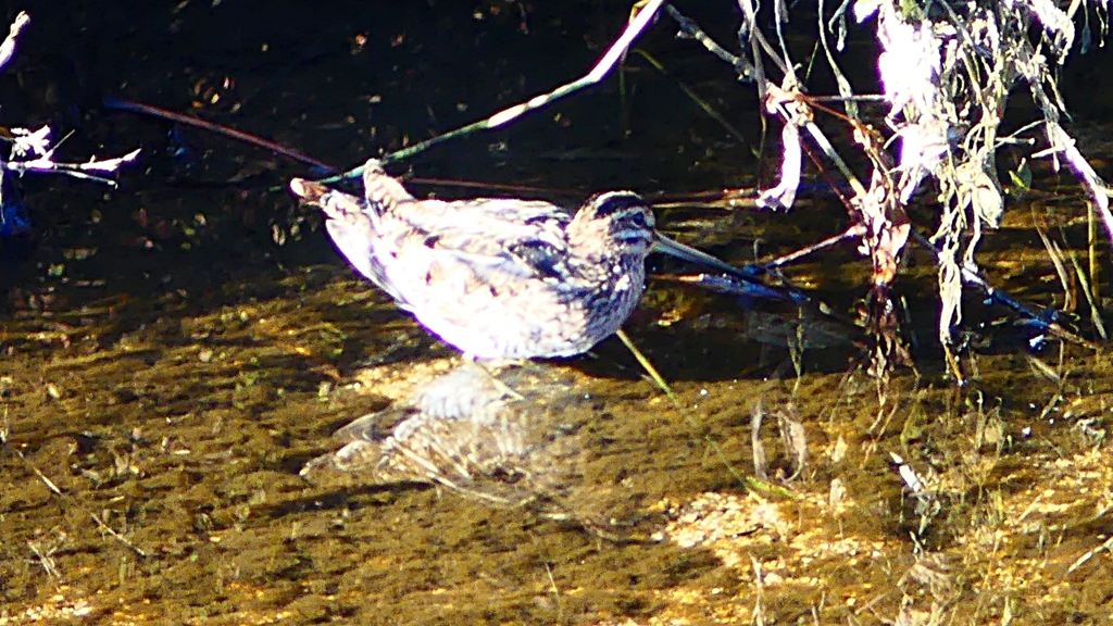 P2400314：タシギ