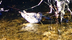 P2400314：タシギ