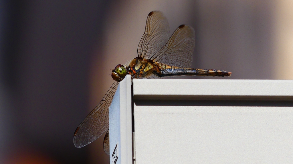 P2370811：アキアカネ（メス）