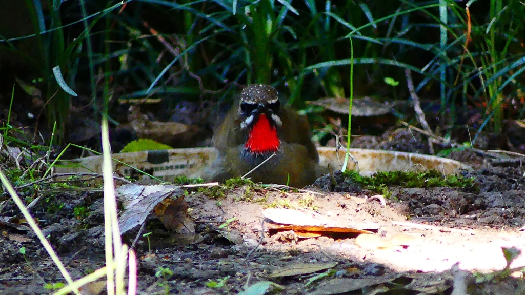 P2310561：ノゴマ（オス