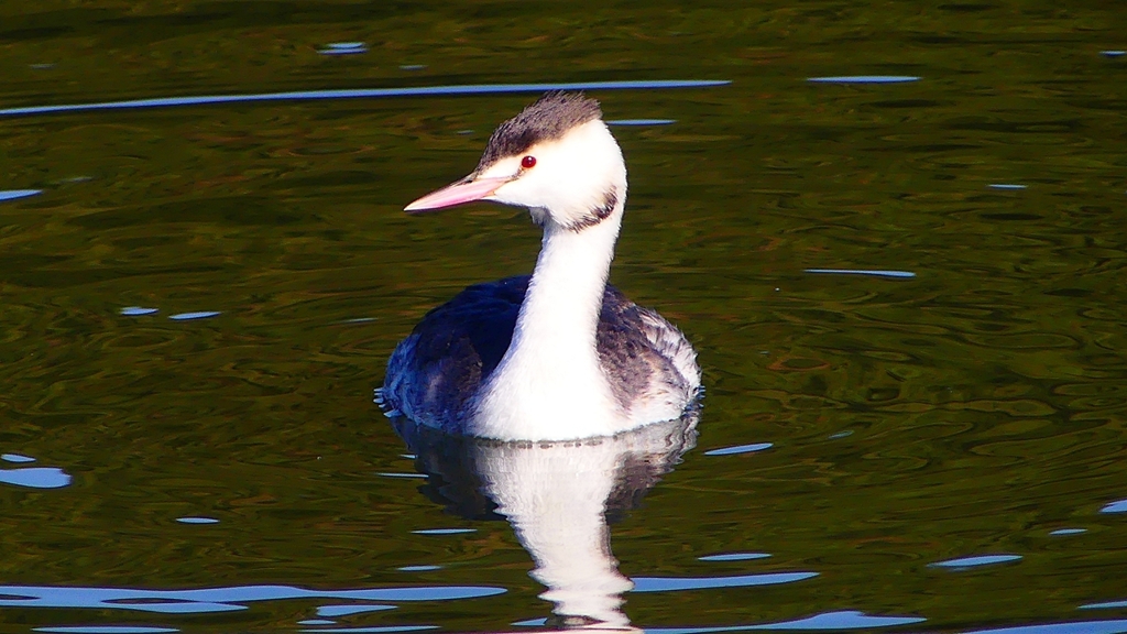 P2360134：カンムリカイツブリ