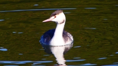 P2360134：カンムリカイツブリ
