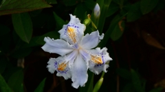 P1020411：シャガ