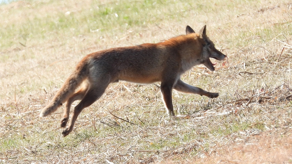 DSCN6751：キツネ