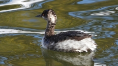 DSCN0259：ハジロカイツブリ