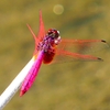 P2270241：ベニトンボ（オス）