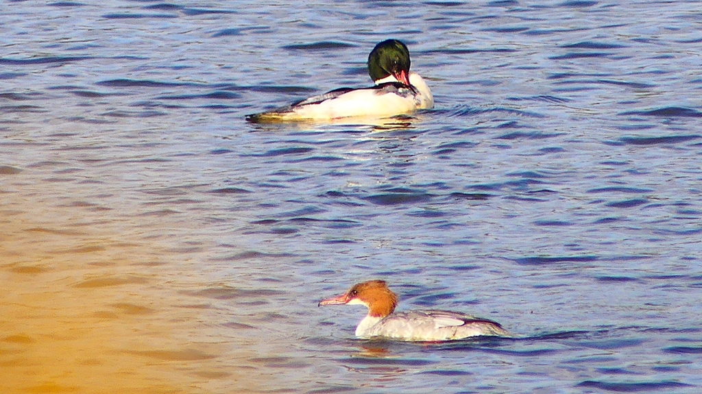 P2410396：カワアイサ