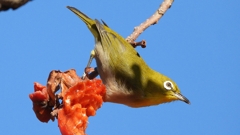 DSCN8721：メジロ