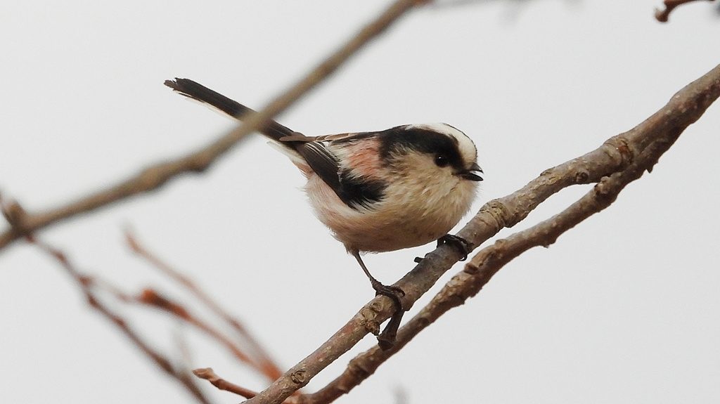 DSCN8556：エナガ