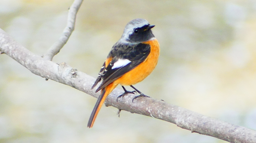 P2370106：ジョウビタキ（オス）