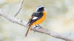 P2370106：ジョウビタキ（オス）