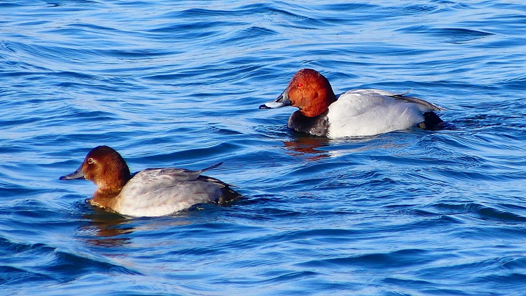 P2380574：ホシハジロ