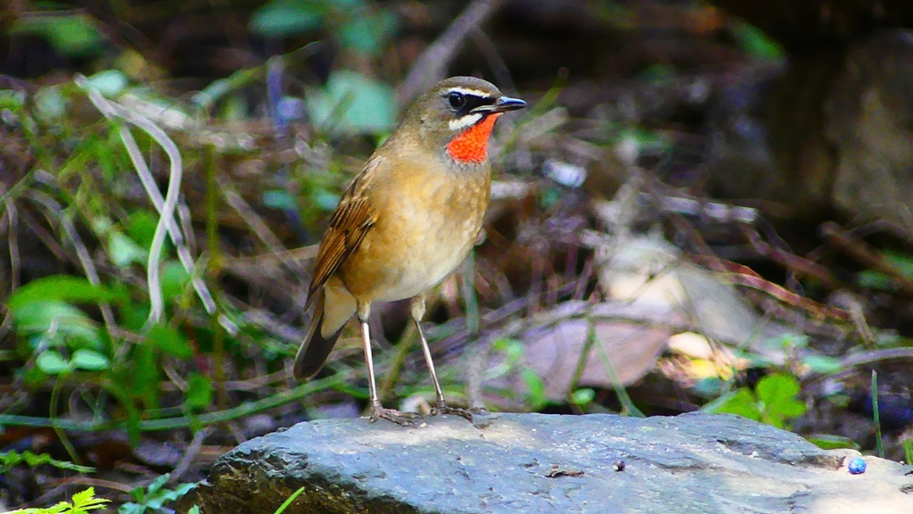 P2310029：ノゴマ（オス）