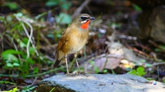 P2310029：ノゴマ（オス）