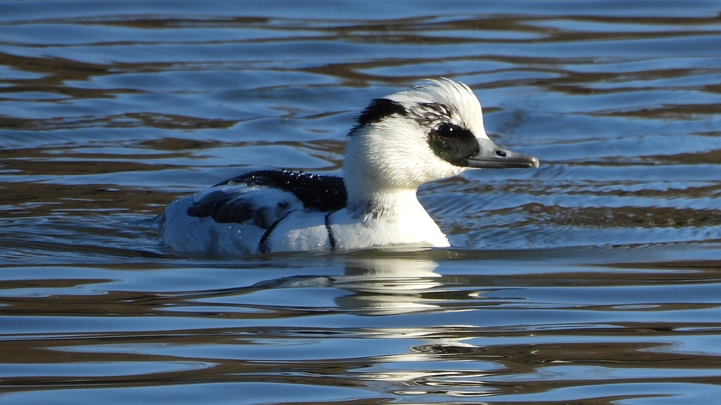 DSCN4867：ミコアイサ（オス）