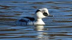 DSCN4867：ミコアイサ（オス）