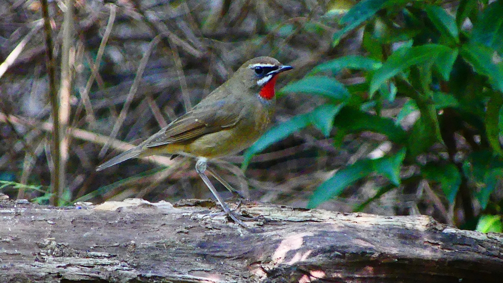 P2300882：ノゴマ（オス）