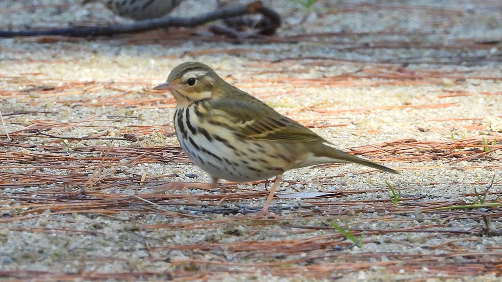 DSCN8218：ビンズイ