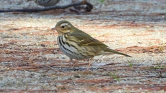 DSCN8218：ビンズイ