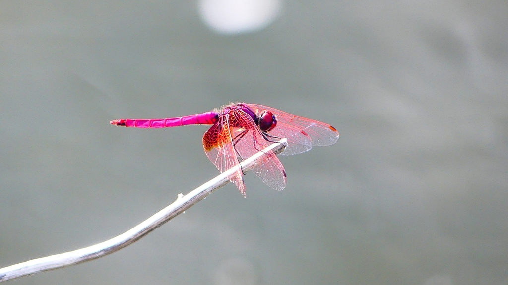 P2290125：ベニトンボ（オス）