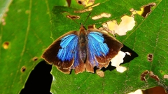 P2400520：ムラサキシジミ