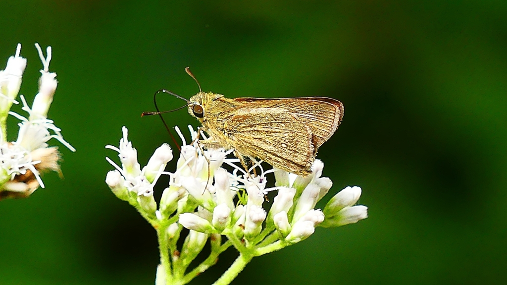 P2260216：チャバネセセリ