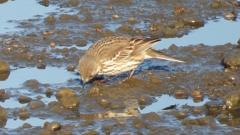 DSCN6443：タヒバリ