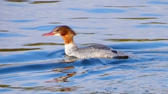 P2390181：カワアイサ（メス）