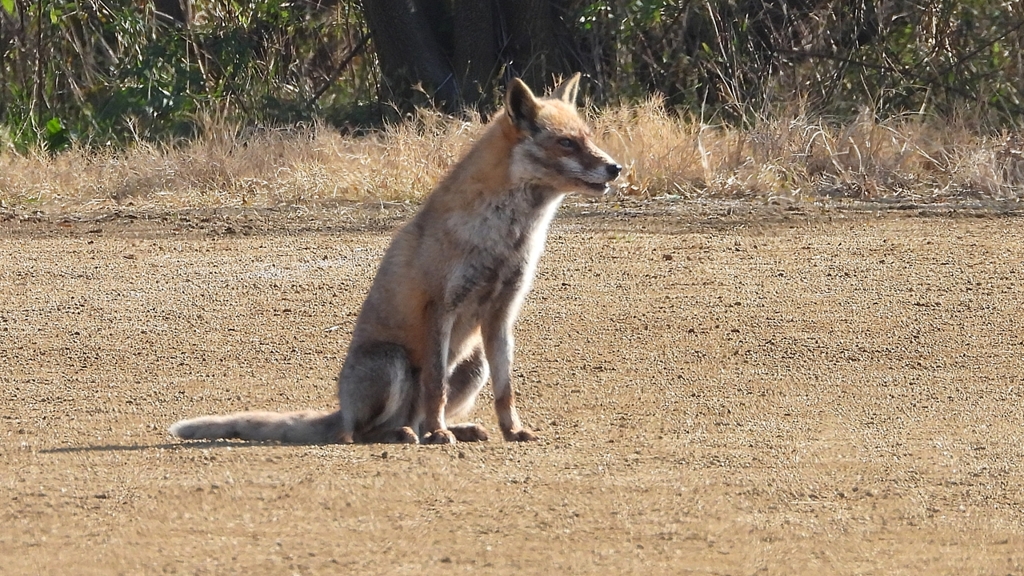 DSCN6730：キツネ