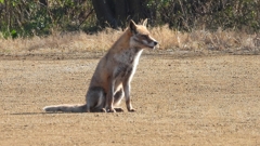 DSCN6730：キツネ