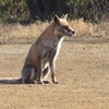 DSCN6730：キツネ