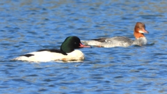 DSCN5878：カワアイサ