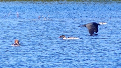 P2370299：カワアイサ他